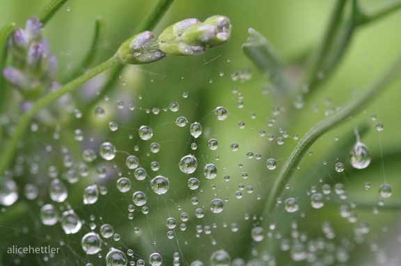 Wassertropfen im Spinnennetz